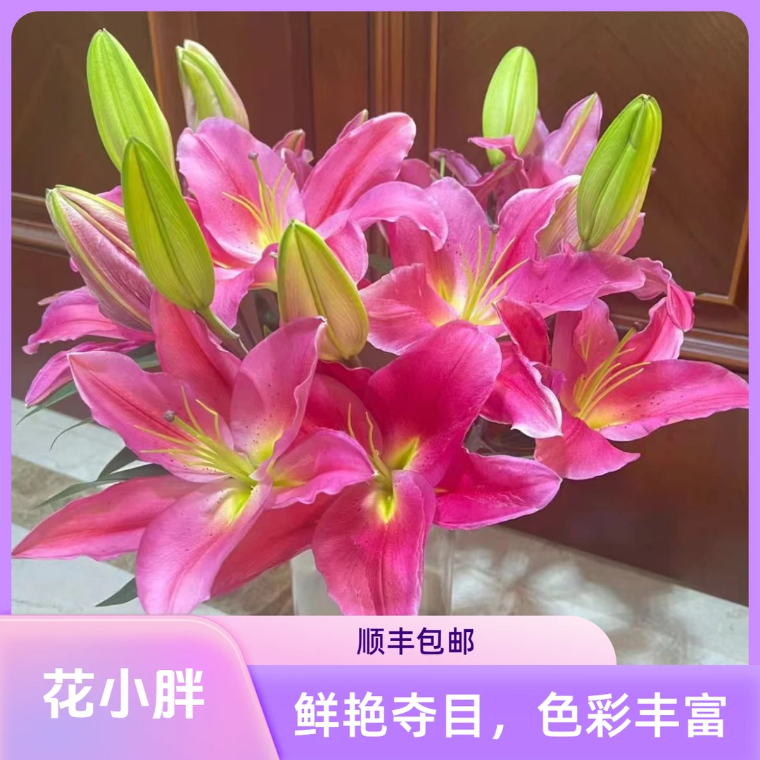 （竞争）香水百合东北基地直发鲜花鲜切花顺丰包邮