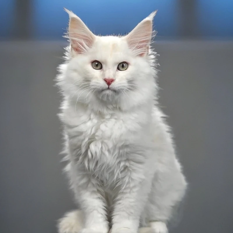 红阴影色缅因猫 4532弟弟—大天使缅因猫舍