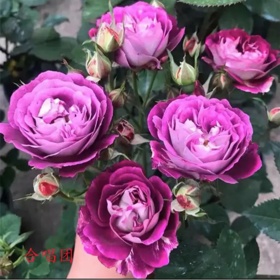 {合唱团}玫瑰月季花苗盆栽地栽阳台四季花开室内室外