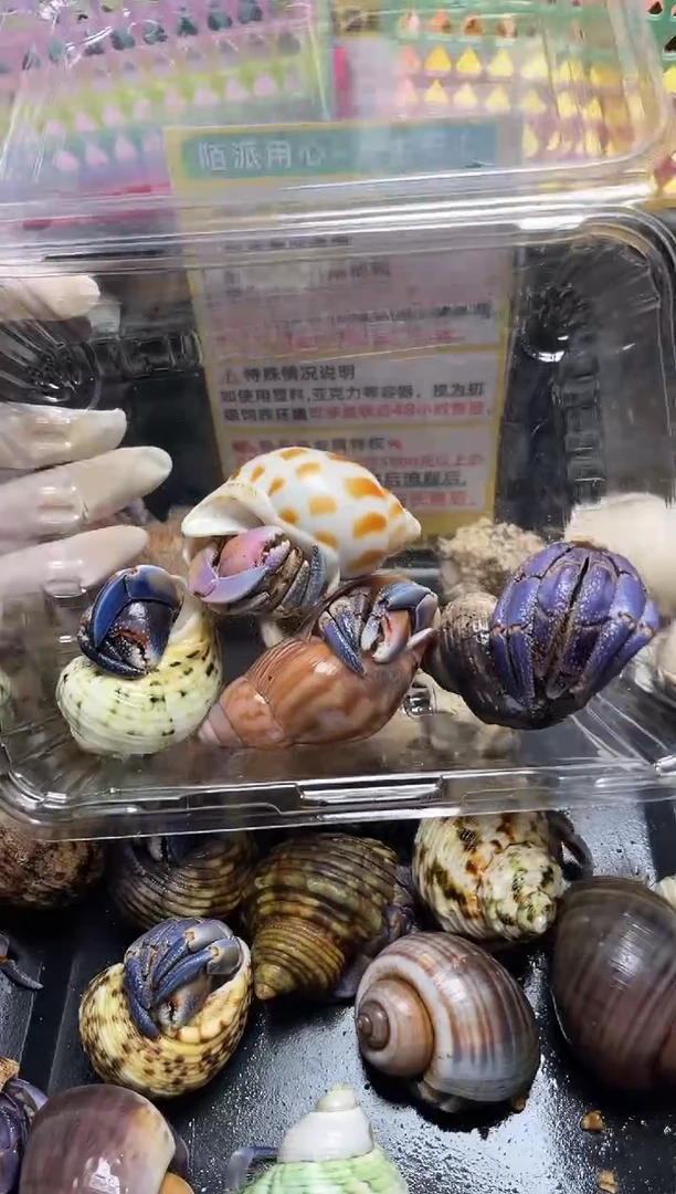 嗷*陌派帝国寄居蟹4093四只98陆