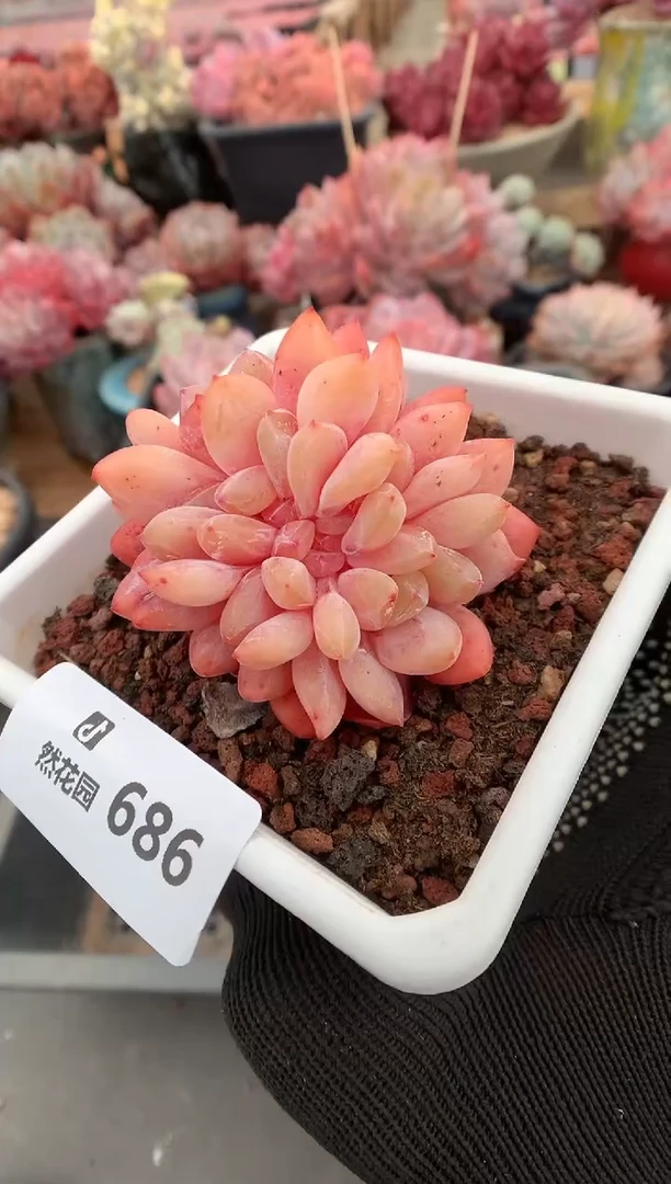 686雪天使缀多肉植物一物一拍