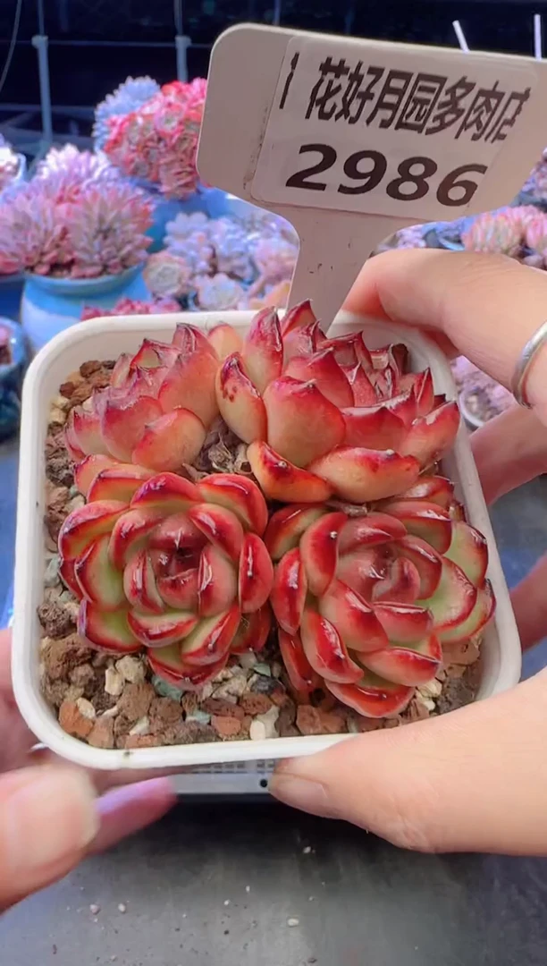 【闪购商品】2986万宝龙