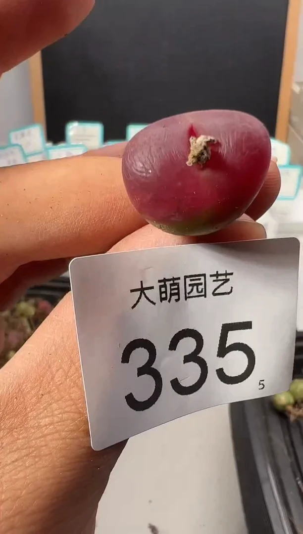 【闪购商品】++++335