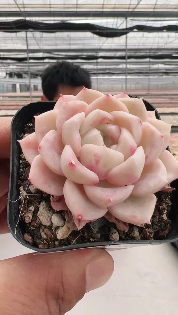 【闪购商品】福利-3