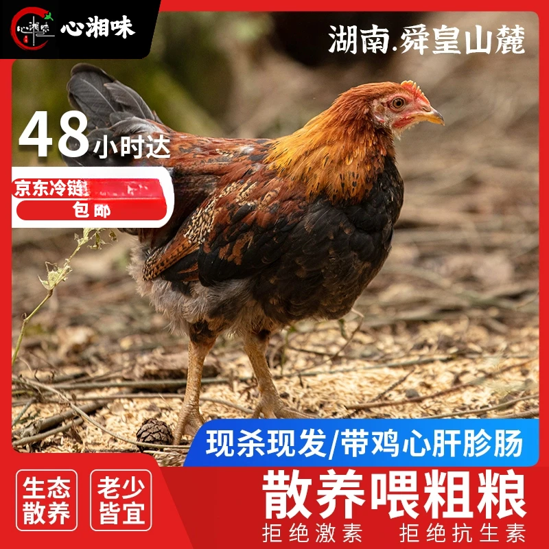 【心湘味】正宗鲜嫩本地东安鸡散养土鸡三黄鸡真空冷链椒麻大杂烩