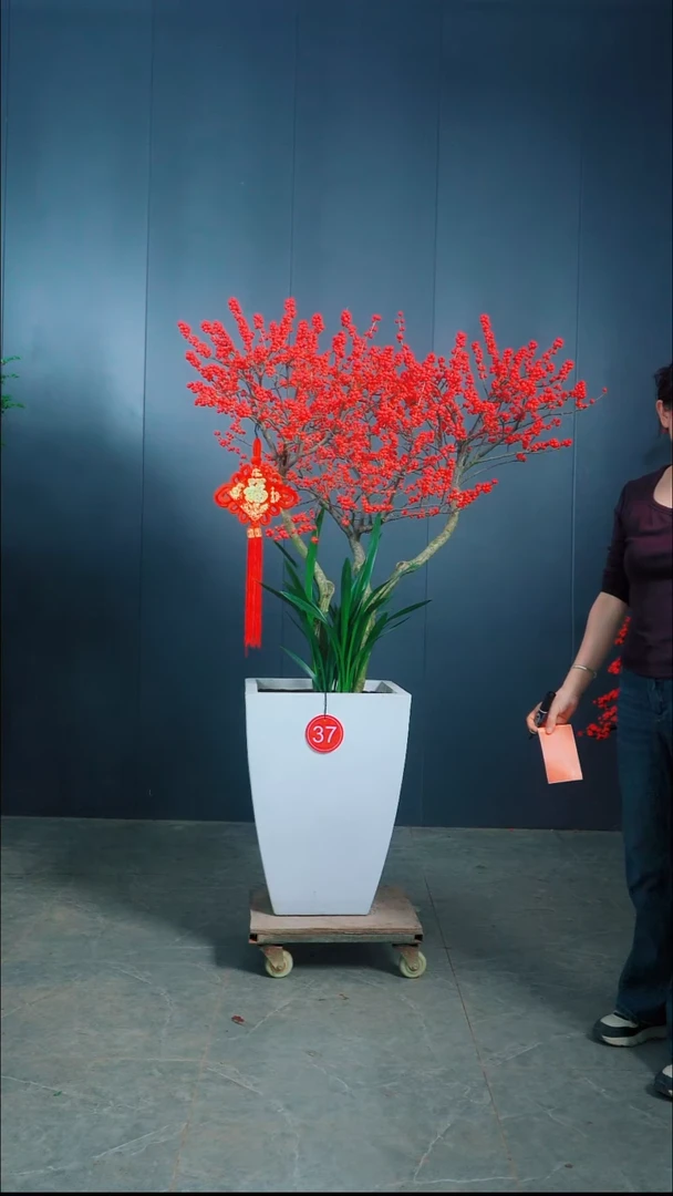 无花朵航*北美冬青.37号