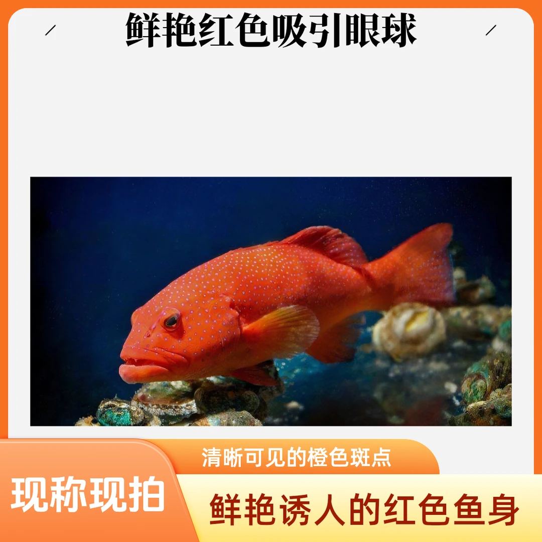 湛江本港海捕东星斑【碎冰发货】