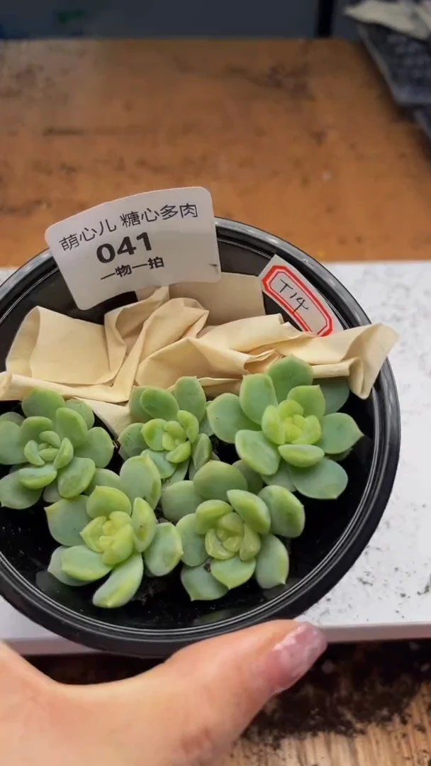 041多肉植物多肉植物