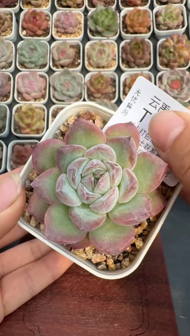 360T带盆土发(6.5cm杯） 当场拍3颗以上包柚 多肉植物