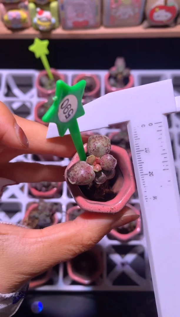 海豹凯缇猫海豹有锦的