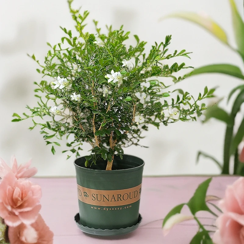 【老桩】九里香盆栽室内植物好养办公桌基地绿植原土造景红豆杉