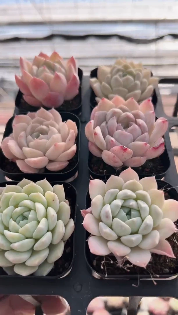 【闪购商品】福利款多肉-135