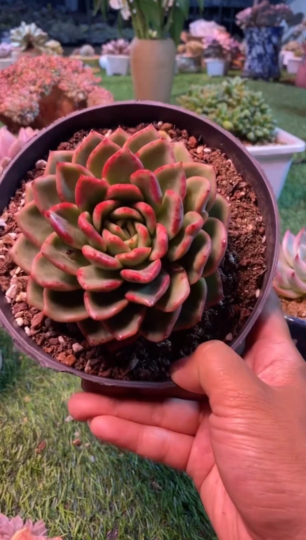 0382（满28包邮发货）