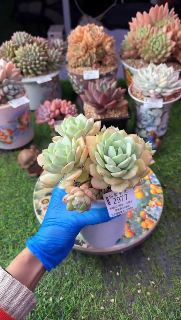 昆明印象多肉2977