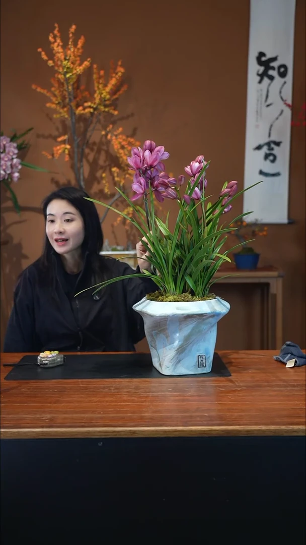 全部花朵粉黛盆景盆景盆景