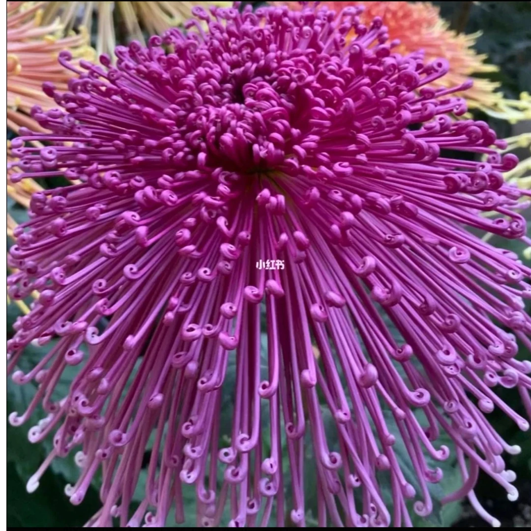 大花丝菊《泉香烈火》菊花大苗开花漂亮
