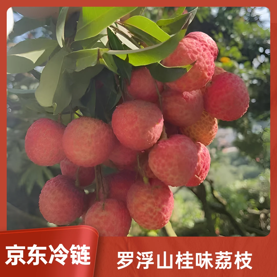 ⌈醒醒鲜果™⌉广东桂味荔枝新鲜当季水果惠州罗浮山杨贵妃游览产地