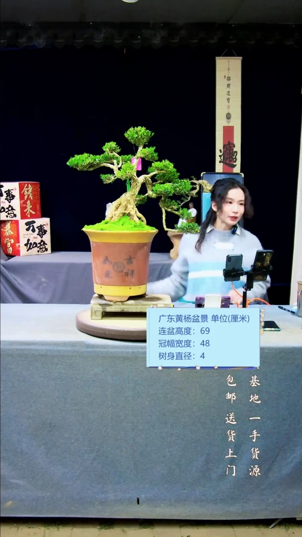 【闪购商品】雀舌黄杨盆景雀舌黄杨盆景