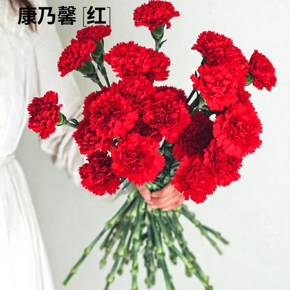 【明日必达】红色康乃馨10枝-浅粉鲜花切花-全场任意俩单顺丰快递包邮到家