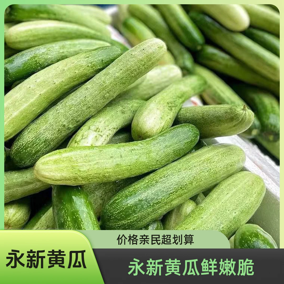 永新县本地黄瓜土特产赶集鲜菜农家肥种植