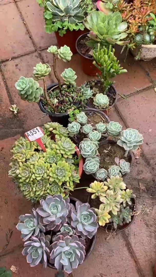 A551闪购清风花木兰多肉组合脱土发货