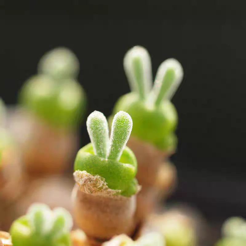 小兔子枝干番杏迷你植物小巧可爱