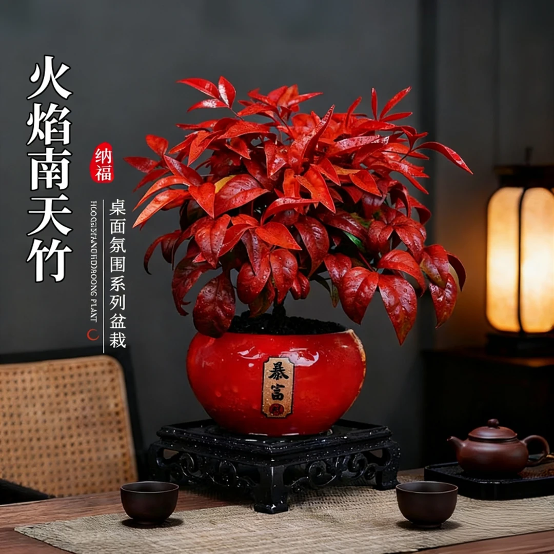 火焰南天竹盆栽红红火火年宵花室内桌面客厅摆件办公室开工绿植