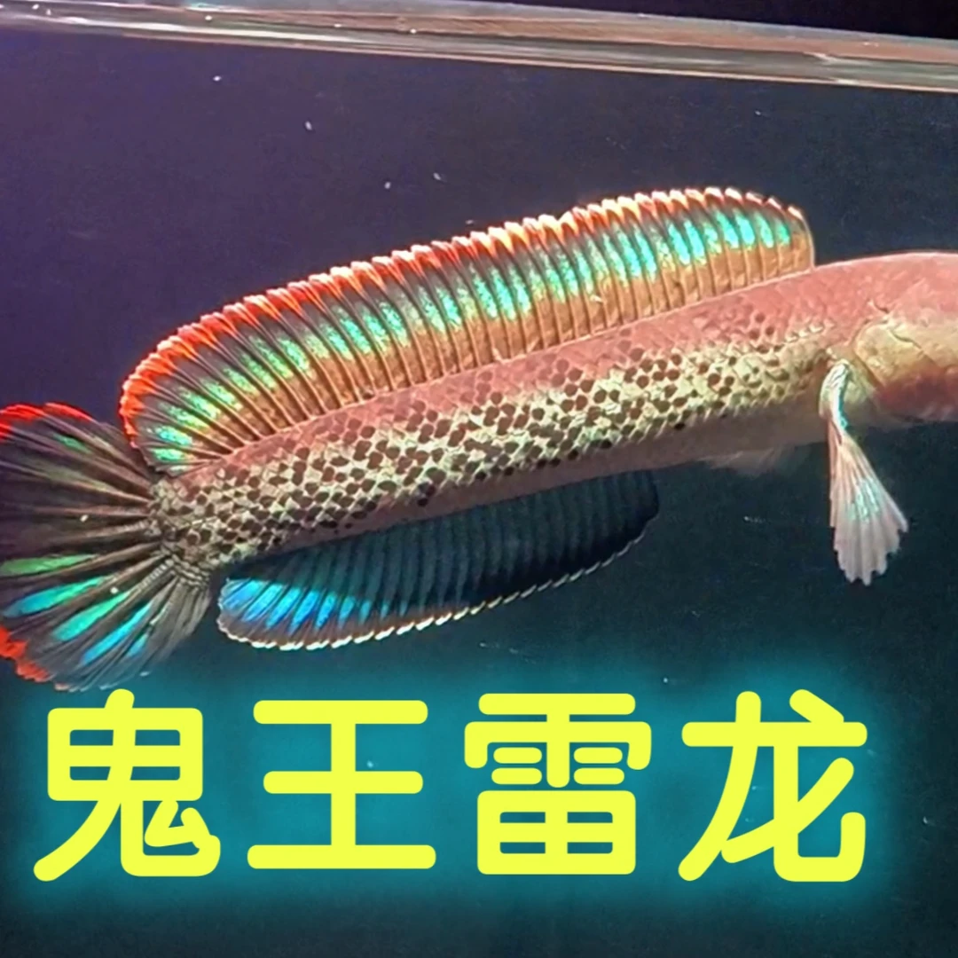 雷龙观赏鱼 鬼王系列的 中大型的观赏系列 性价比不错 上手快