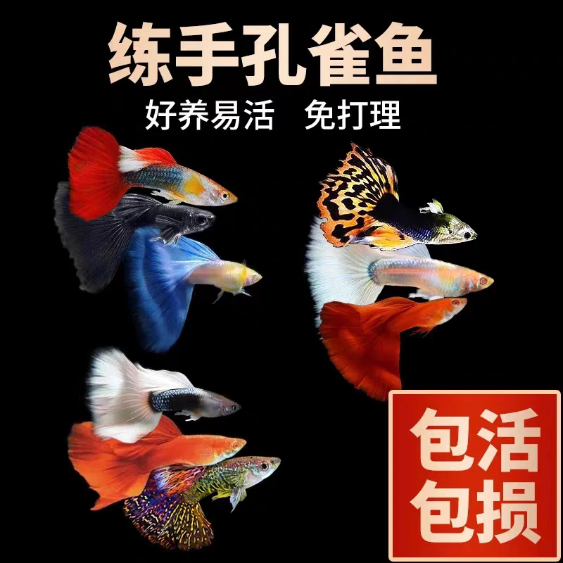【深色观背新手福利】2-3cm纯种孔雀鱼热带易繁殖观赏鱼大尾巴小鱼