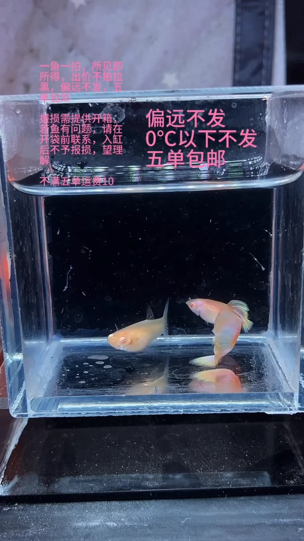 孔雀鱼孔雀鱼 01