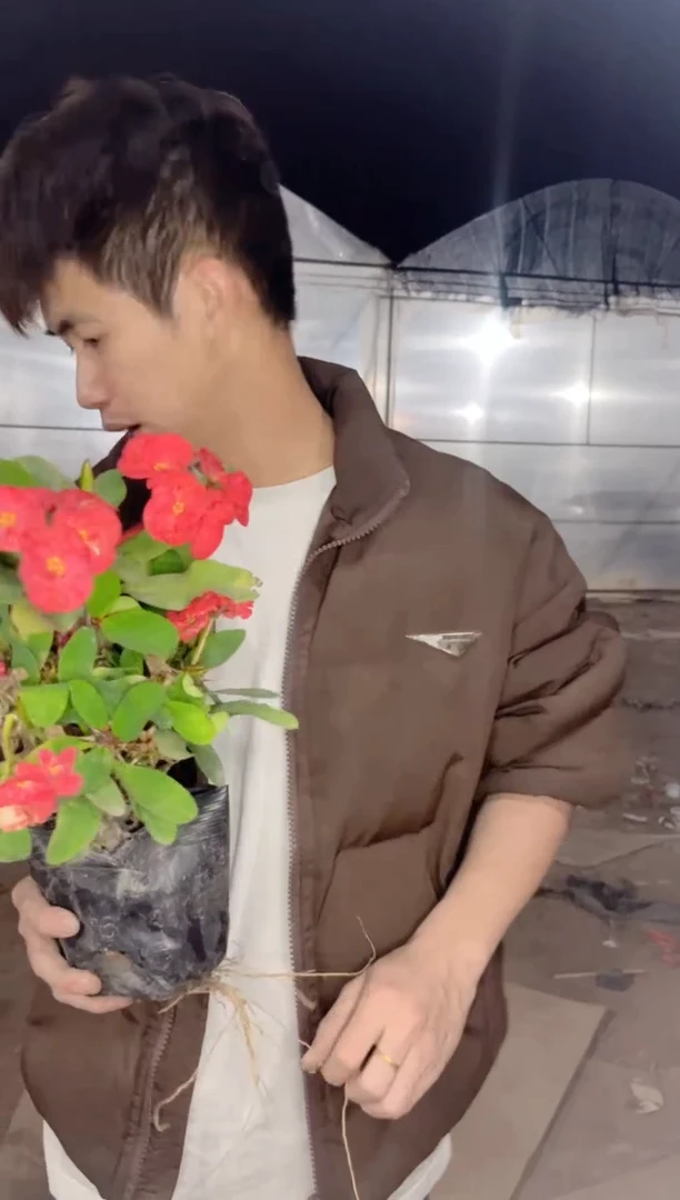 【闪购商品】虎刺梅