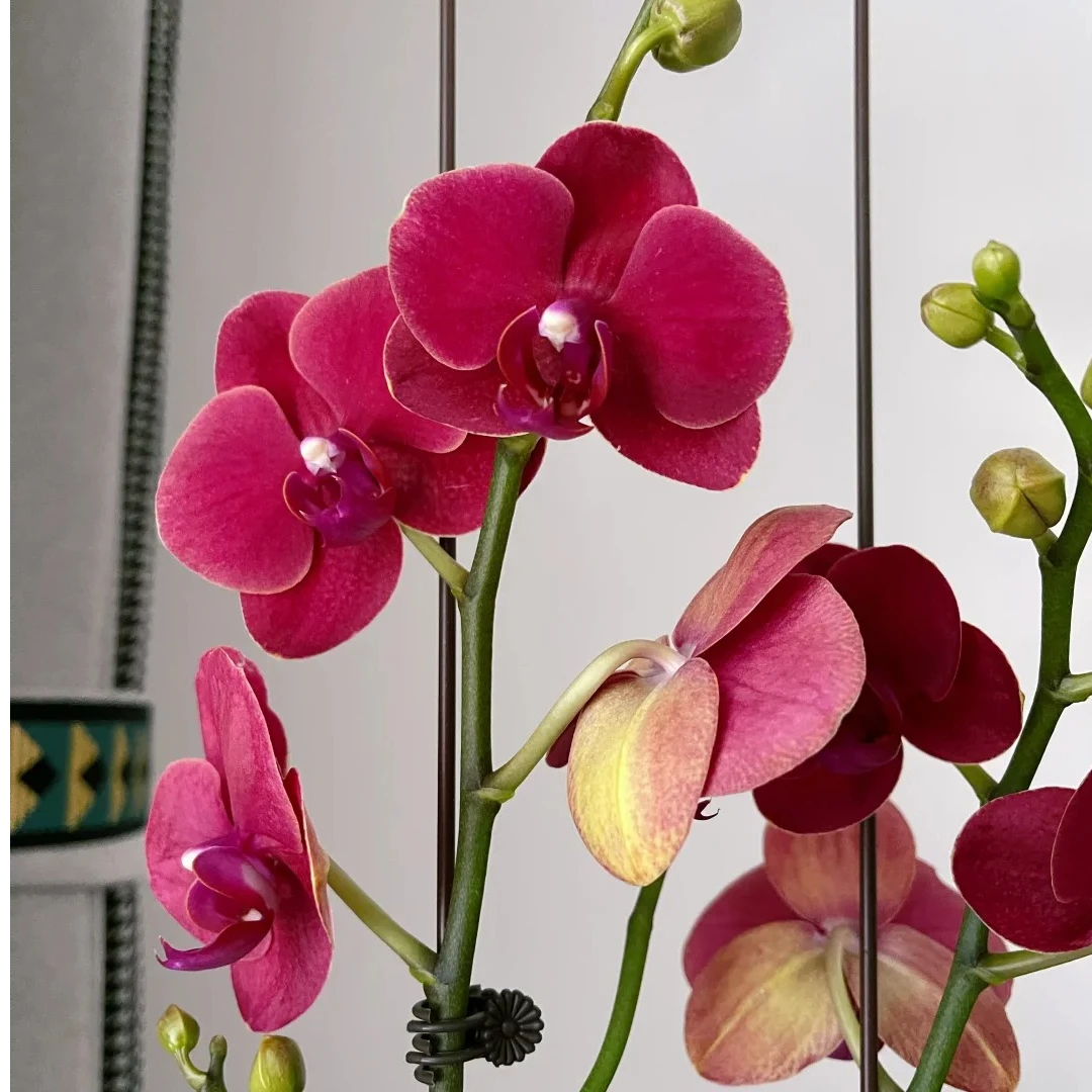 【BT】A级双梗吉祥蝴蝶兰盆栽中通包邮植迷不误