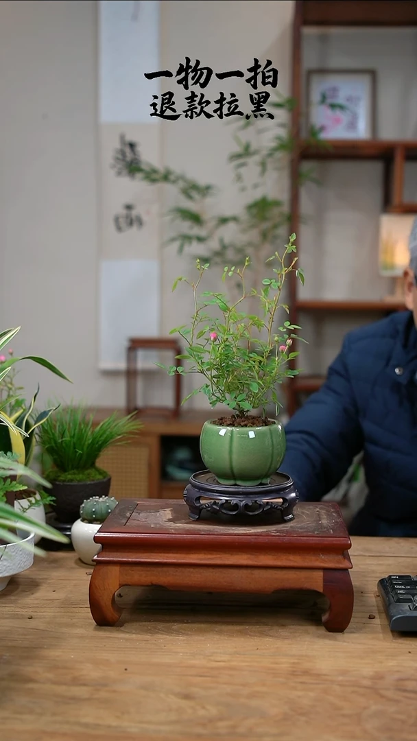 完全开放向*水月季130