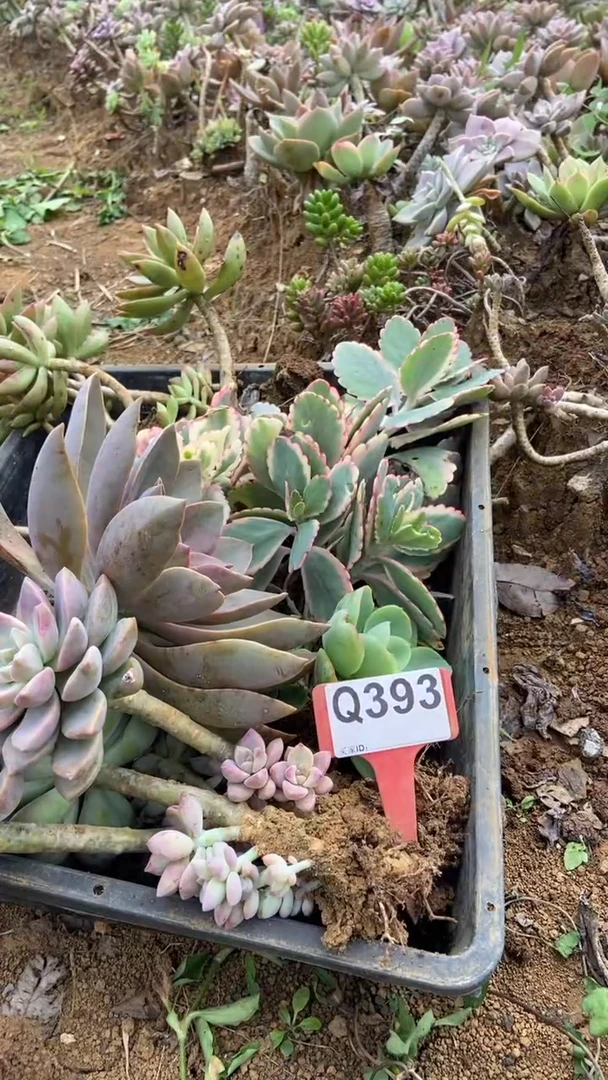 Q393多肉组合默认脱土发货