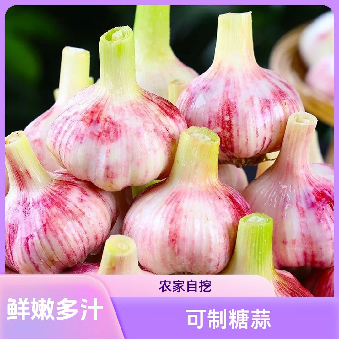 【现挖鲜蒜】2025年河南紫白皮鲜蒜大蒜腌糖蒜凉拌厨房调味5/10带箱
