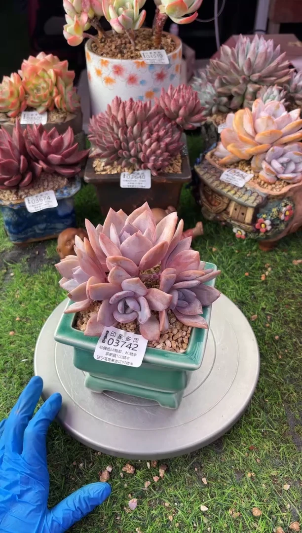 昆明印象多肉03742