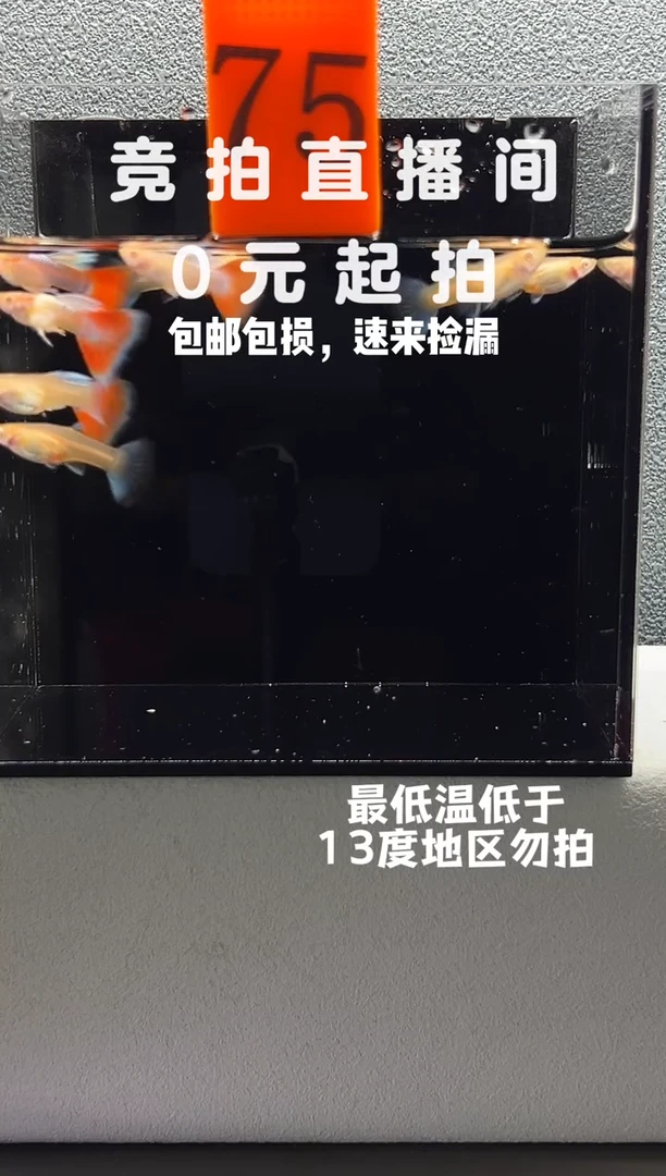 孔雀鱼火烧云飞船10只编号75