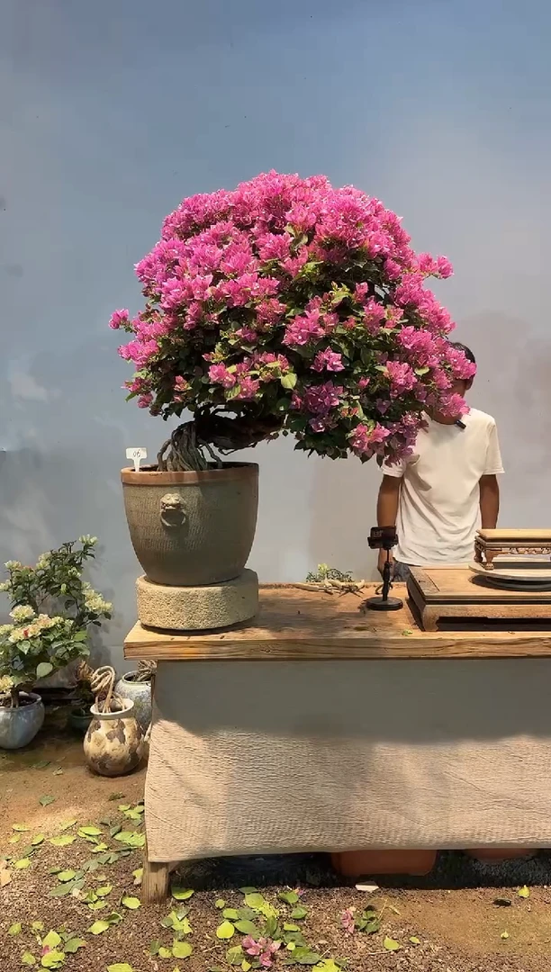 全部花朵木*三角梅6