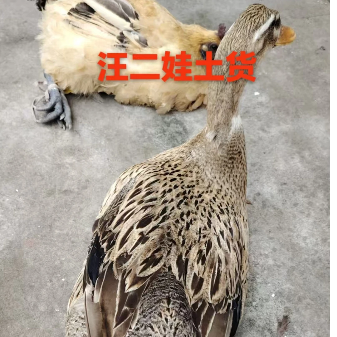 正宗农户散养3年水田土麻鸭鸭肉同城配