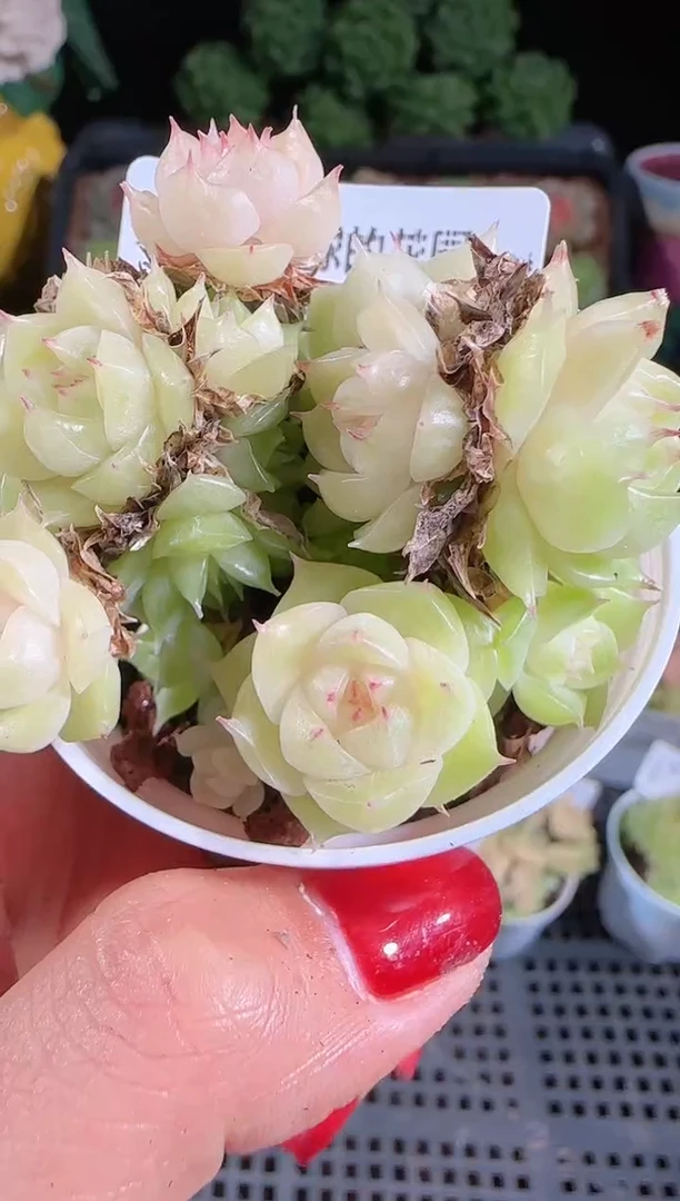 1029-256麦秆优选不包整