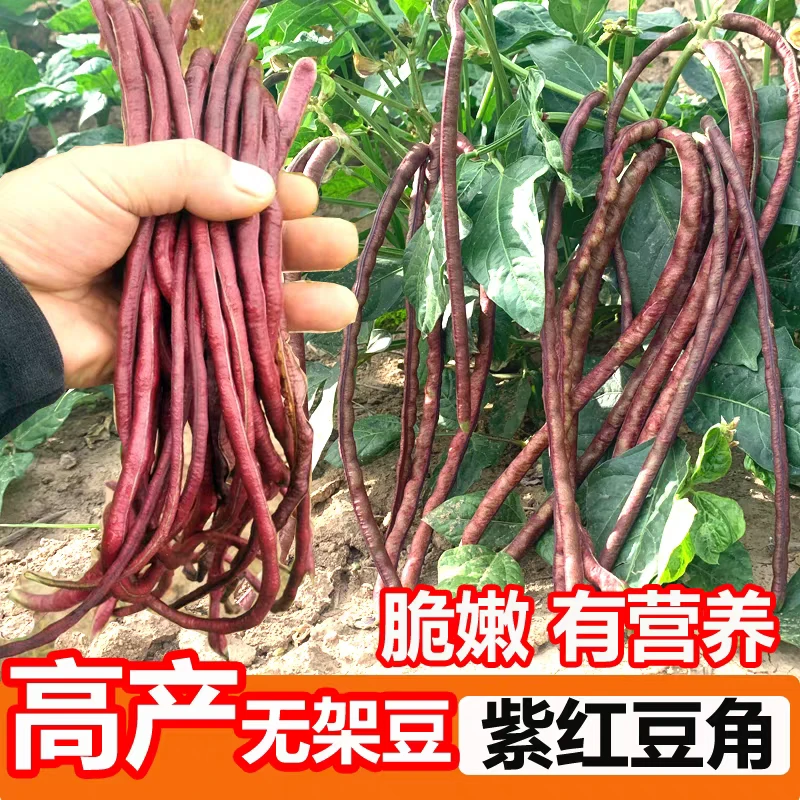 满地红无架长豆角种子春秋不搭架红豇豆种籽种四季豆角农家蔬菜籽