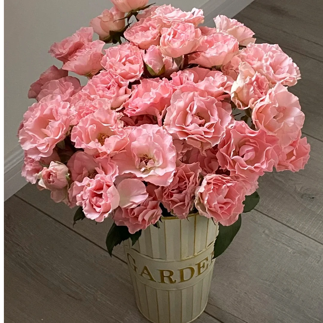 人鱼公主【植末-多头玫瑰】1单中通包邮，3单顺丰冷链