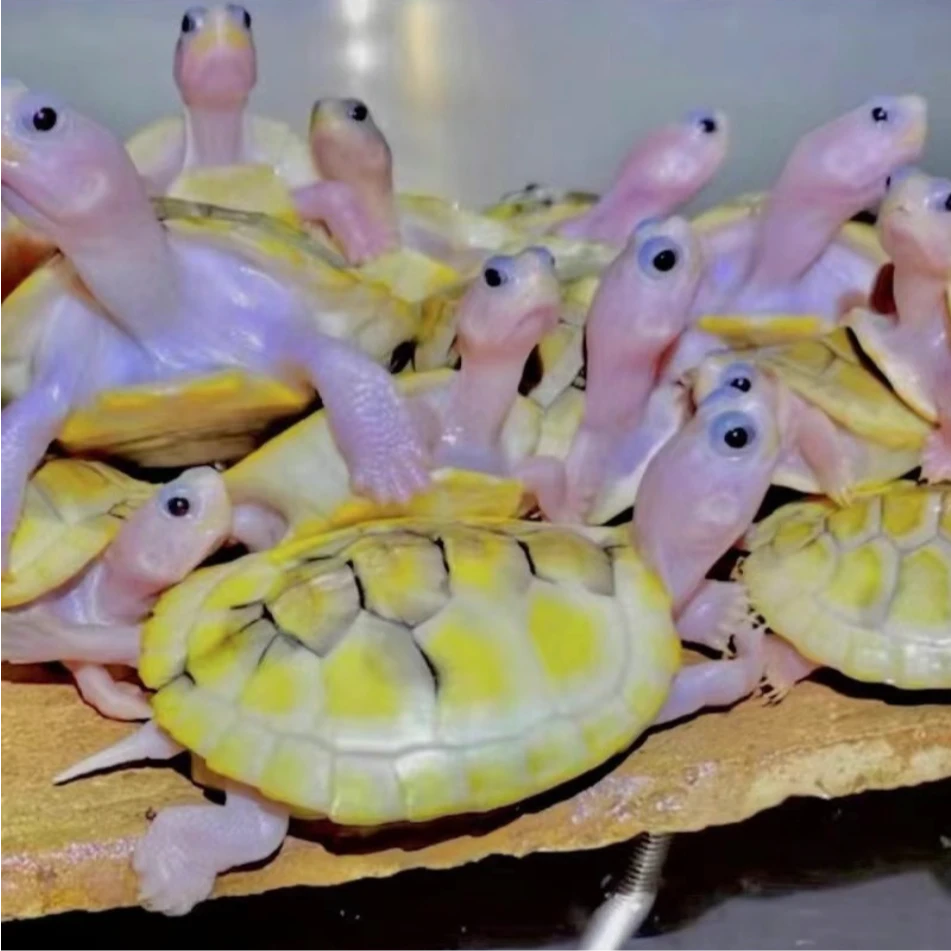 小詹詹龟萌宠小乌龟 变异白巴 果冻 焦糖 丛林