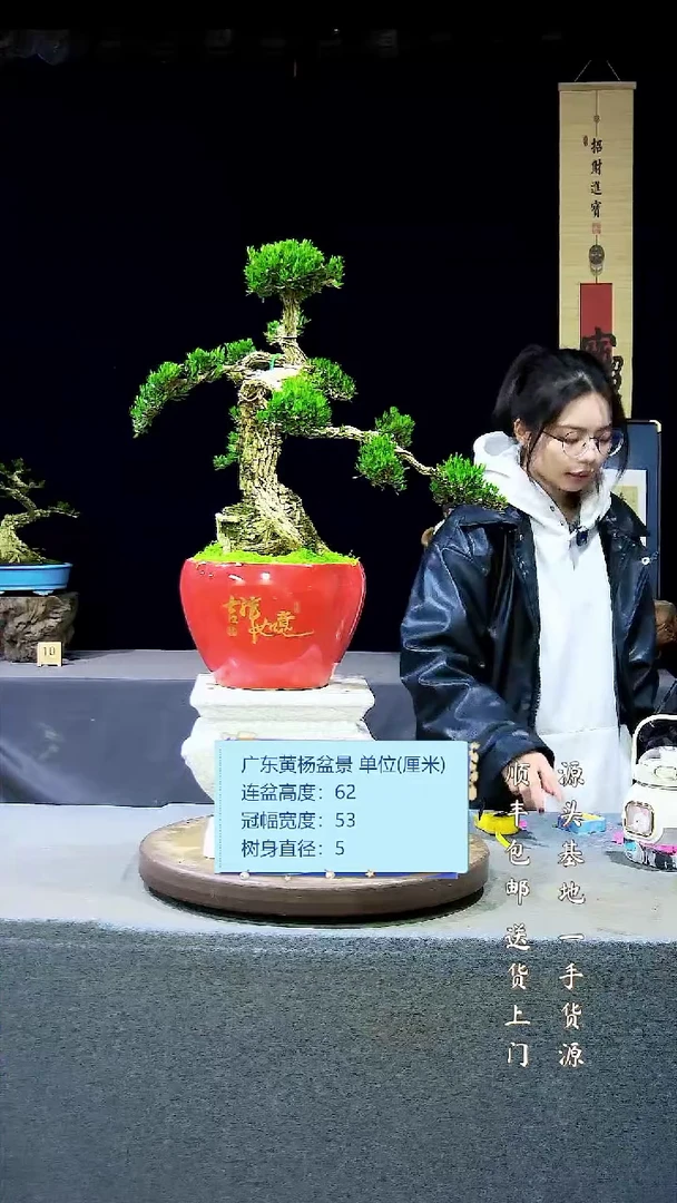 【闪购商品】雀舌黄杨盆景雀舌黄杨盆景