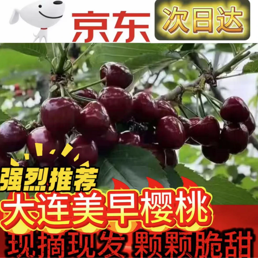 【脆甜可口】现摘现发大连美早大新鲜应季水果脆京东包邮 次日达