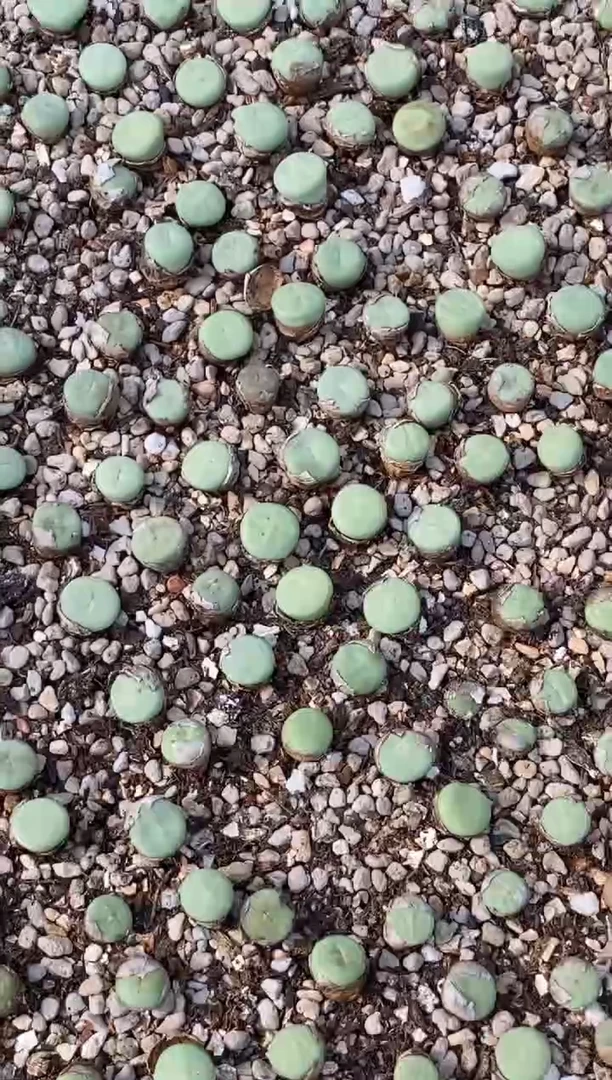 ?****?9303直播间一物一拍