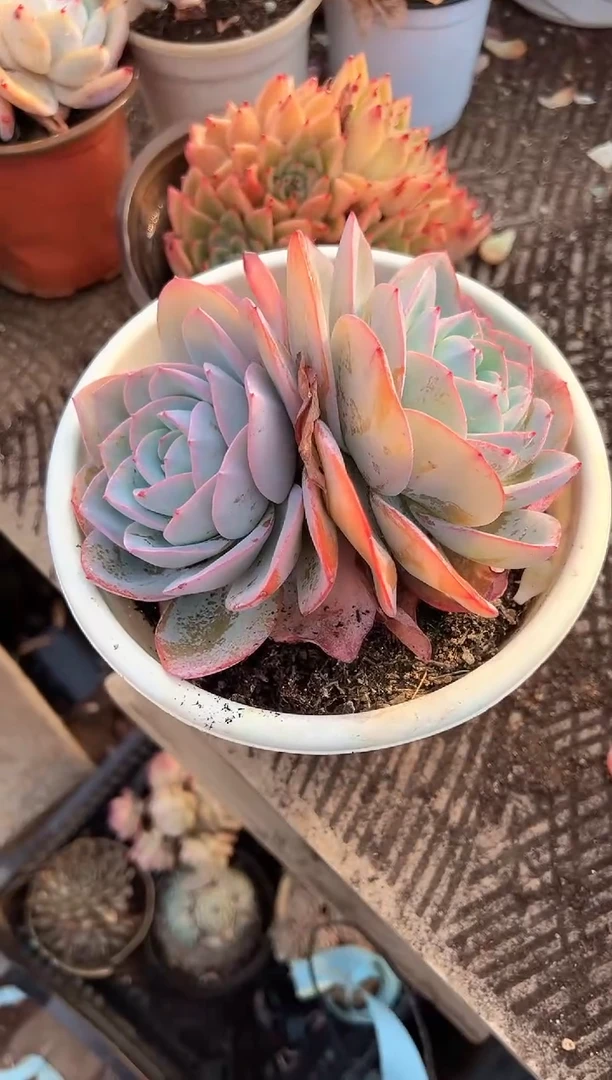 郭*阿迷洲多肉花卉28296