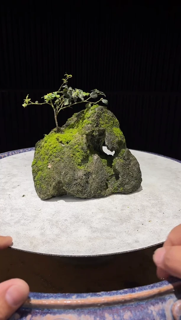 造型吴定石一物一拍专属