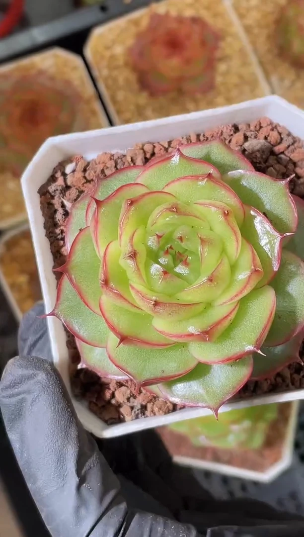 闪购1530  极光珍妮多肉一颗4厘米