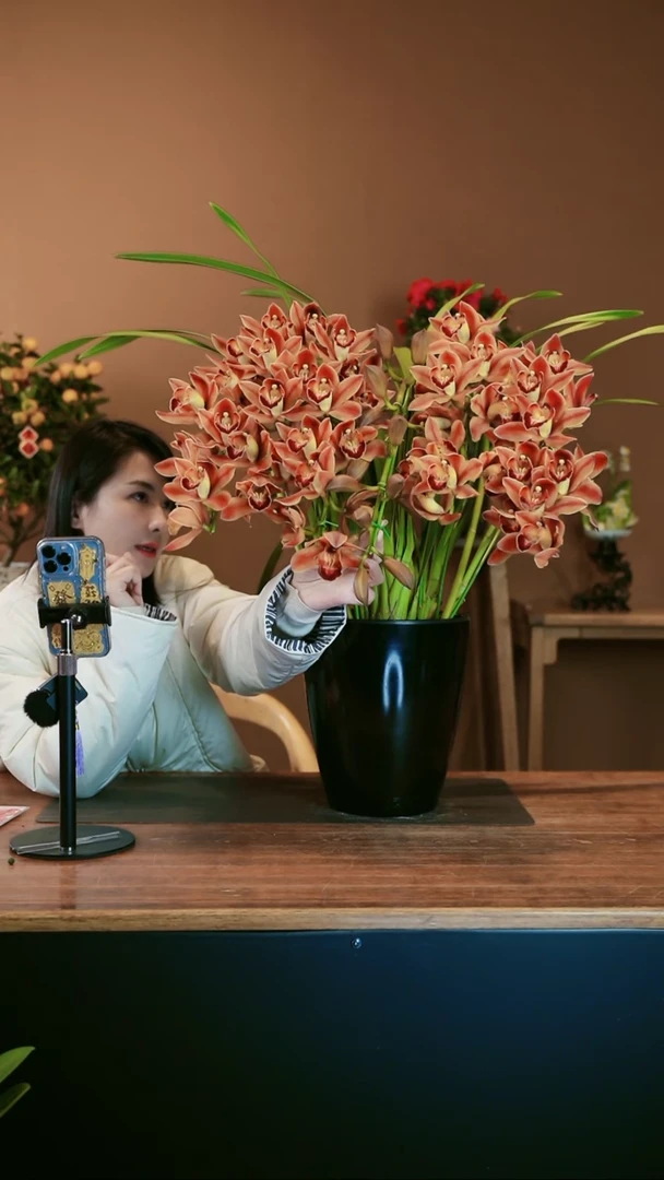 【闪购商品】盆景麒麟 礼盒